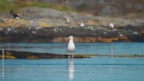 A seagull perched on the algae-covered rocks  photo