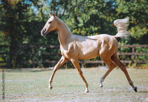 Young beautiful horse of isabella color. Akhal-Teke horse trots