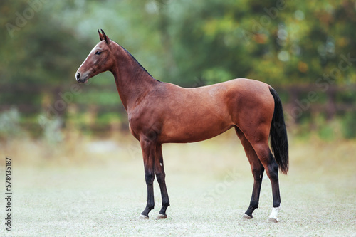 фотографія Conformation of bay akhal-teke filly