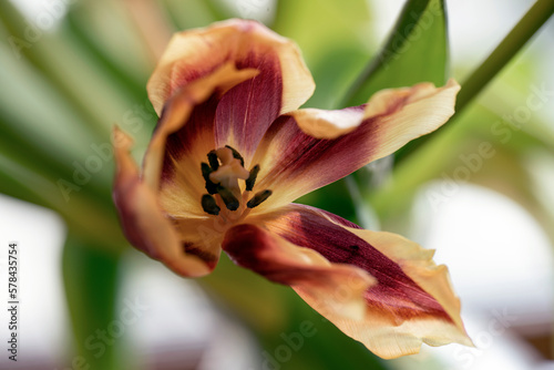 Photography tulip close up, nacka,sweden, sverige, stockholm