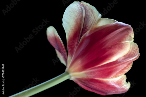 pink tulip isolated on black, nacka,sweden, sverige, stockholm
