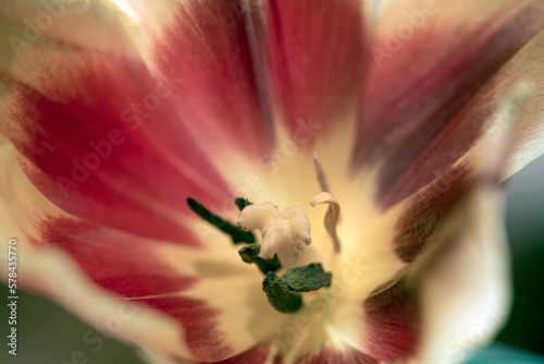 Canvas Print tulip close up, nacka,sweden, sverige, stockholm