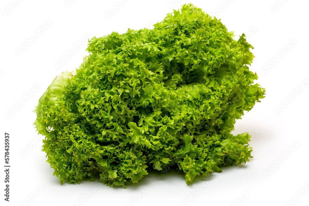 Herbaceous annual plant Leaf lettuce on a white background Herbaceous annual plant Leaf lettuce on a white background