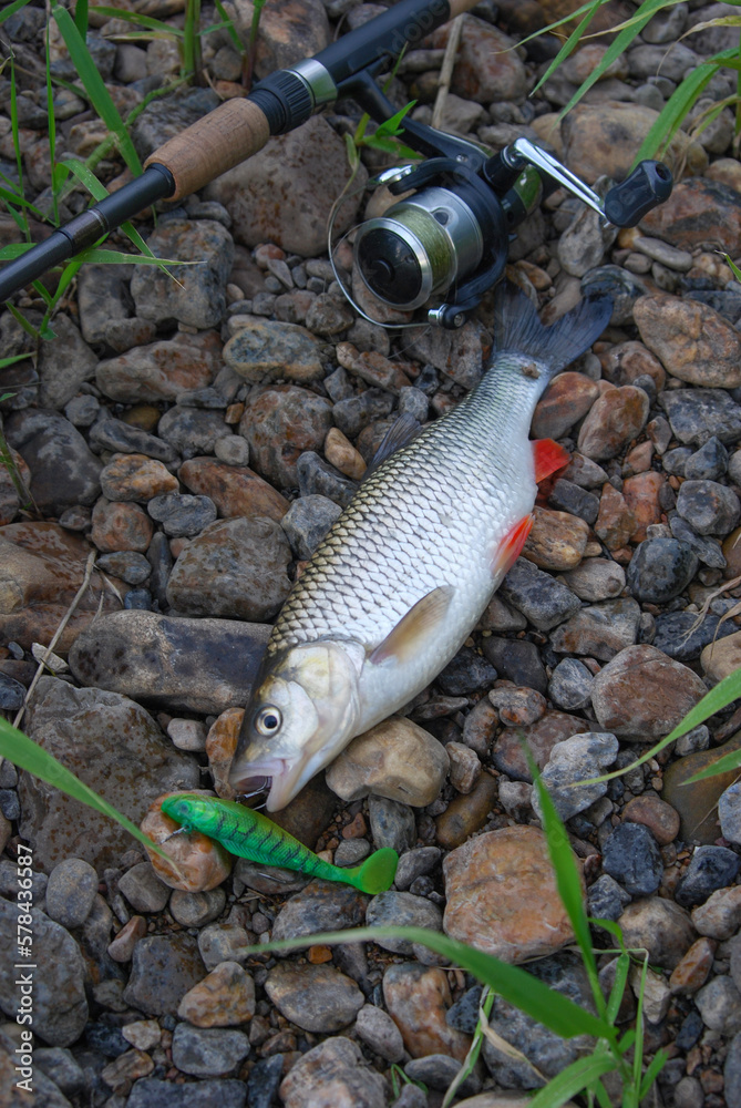 beautiful chub on river pebbles beautiful chub on river pebbles