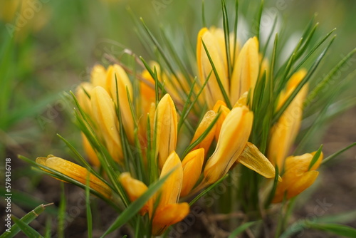 Yellow crocuses in sunlight in the grass. Spring flowers - yellow crocuses bloom in the park in April. Crocuses are a genus of flowering plants in the iris family