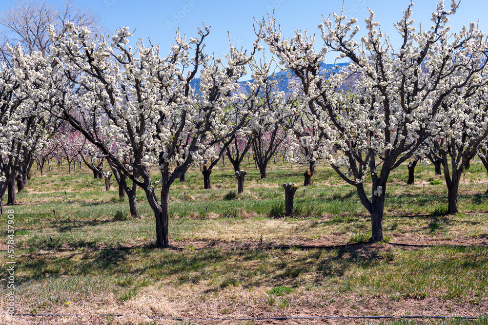 Peach orchards in bloom on Orchard Mesa near the town of Palisade on a beautiful sunny day in April. Peach orchards in bloom on Orchard Mesa near the town of Palisade on a beautiful sunny day in April.