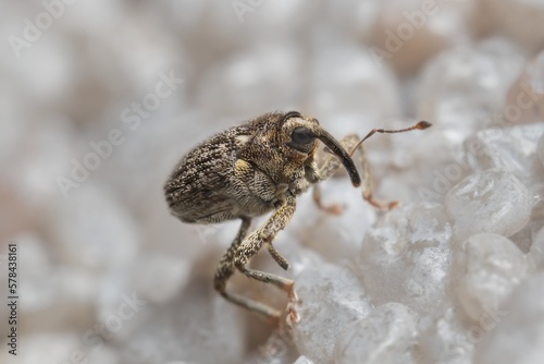 a small weevil Anthonomus on the wall © Tomas