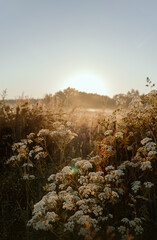 Wildflowers in a meadow, sunrise background, morning aesthetic