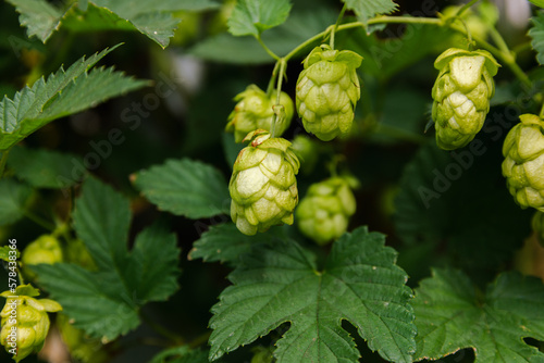 Farming and agriculture concept. Green fresh ripe organic hop cones for making beer and bread, close up. Fresh hops for brewing production. Hop plant growing in garden or farm