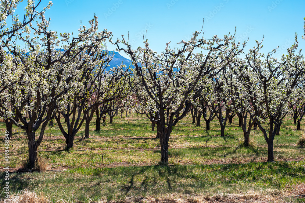 Springtime landscape in the Fruit and Wine Country of Western Colorado Springtime landscape in the Fruit and Wine Country of Western Colorado