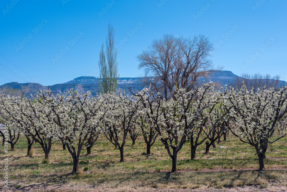 Blooming orchards in western Colorado's Fruit and Wine Country in April