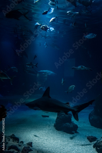 Aquarium © Norbert
