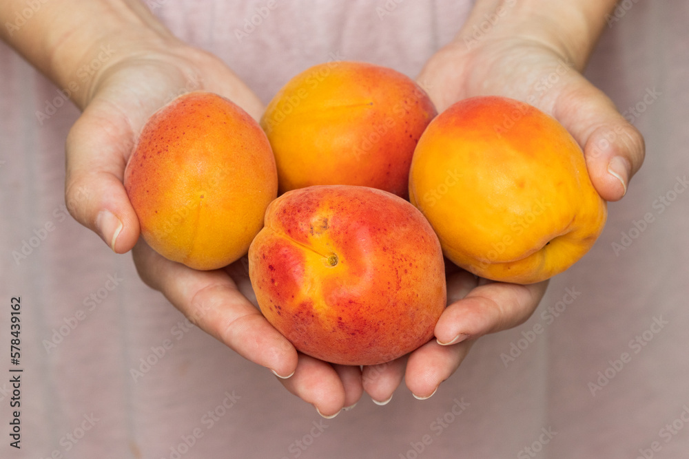 Girl handing over or showing four ripe bio apricot. Woman holding a full hands of bio apricot or peach. Girl handing over or showing four ripe bio apricot. Woman holding a full hands of bio apricot or peach.