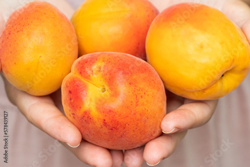 Close up picture of a girl handing over or showing four ripe bio apricot. Close up of a woman holding a full hands of bio apricot or peach.
