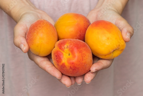 Girl handing over or showing four ripe bio apricot. Woman holding a full hands of bio apricot or peach.