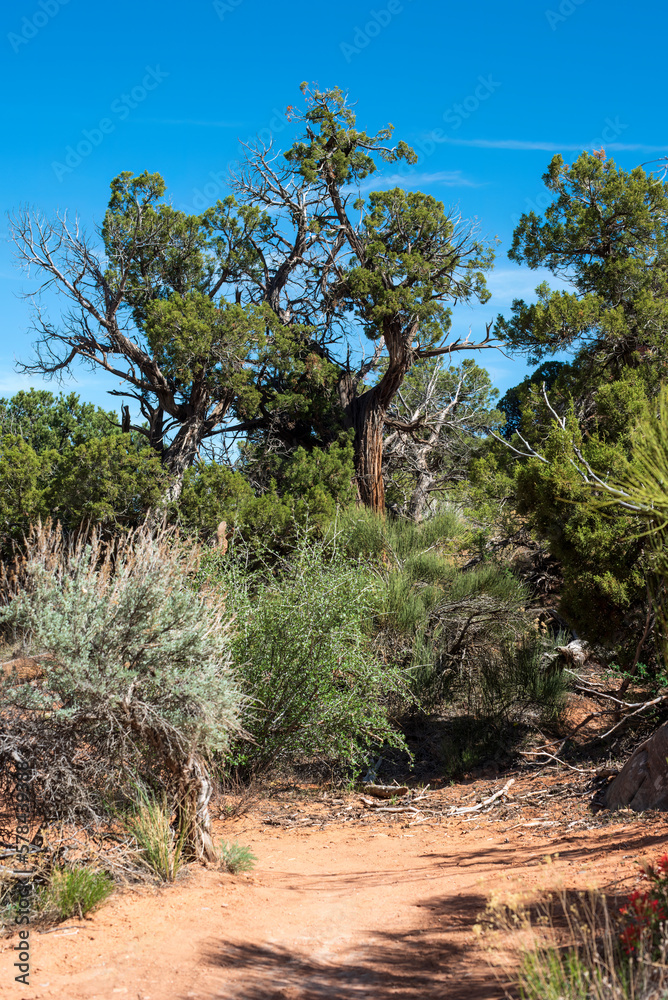 Fototapeta premium Alcove Nature Trail in the Colorado national Monument with Pinyon Juniper Woodland and red sandtone cliffs