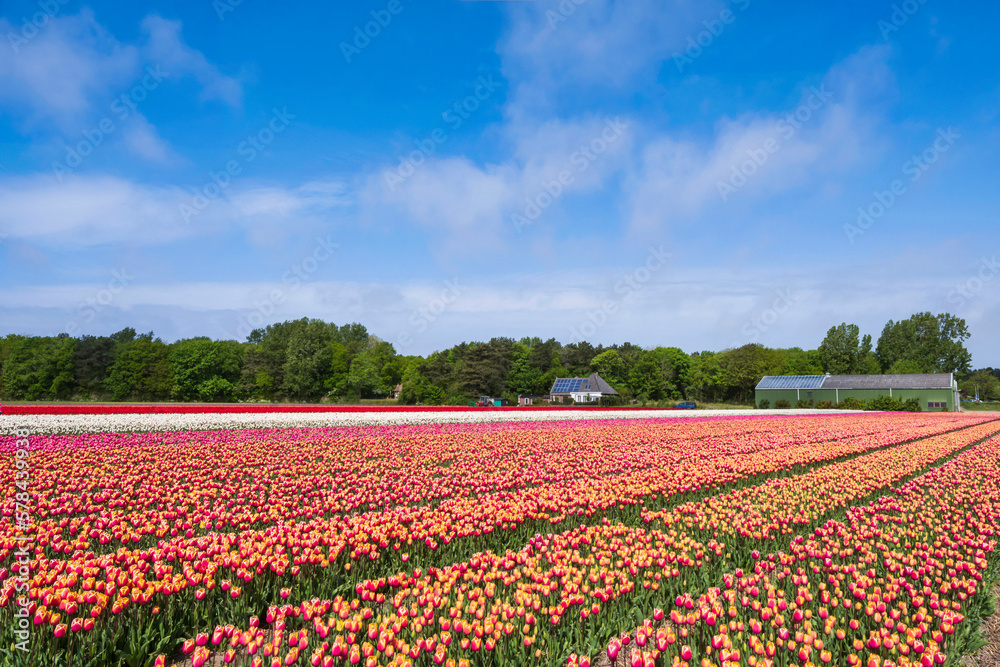 A red blooming tulip field near Egmond aan Zee/NL under a white-blue sky