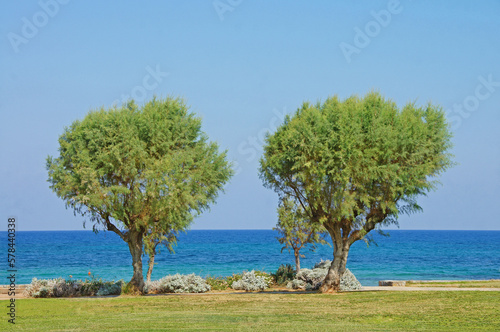 Seaside Landscape with Horizon, Trees and Ocean - Coastal Paradise 
