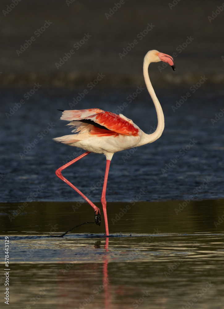Portrait of a Greater Flamingo in the morning at Tubli bay, Bahrain