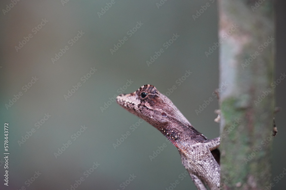 A Anolis Chrysolepis Treerunner lizard in tropical forest. Wild animal in Amazon rainforest near Manaus, Amazonas state, Brazil. A Anolis Chrysolepis Treerunner lizard in tropical forest. Wild animal in Amazon rainforest near Manaus, Amazonas state, Brazil.