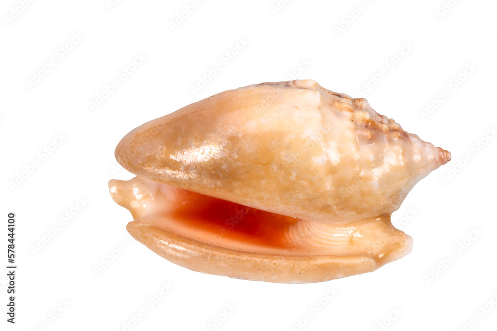 isolated shell of mussel over transparent background