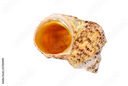 isolated shell of mussel over transparent background