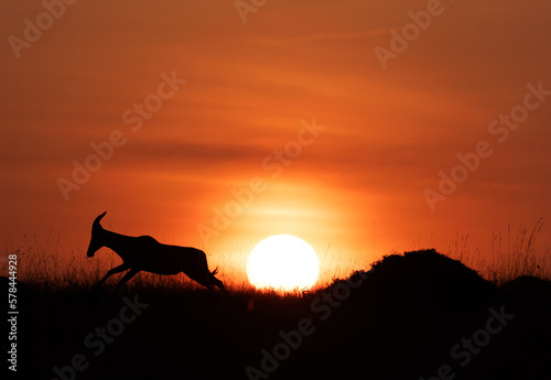 Silhouette of Topi running during sunrise at Masai Mara  Kenya