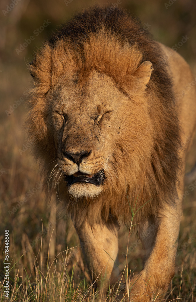 A Lion on walk during morning hours in Savanah, Masai Mara, Kenya