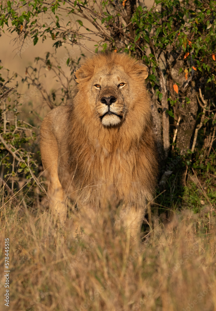 Portrait of a Lion at Masai Mara, Kenya Portrait of a Lion at Masai Mara, Kenya