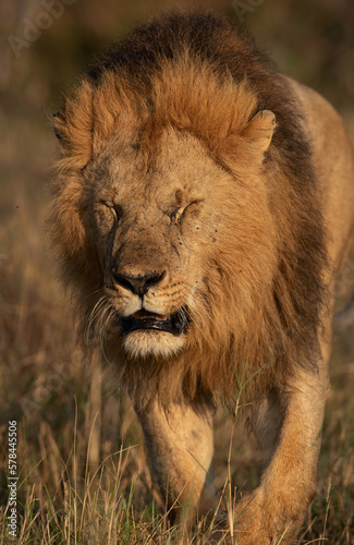A Lion on walk during morning hours in Savanah, Masai Mara, Kenya © Dr Ajay Kumar Singh
