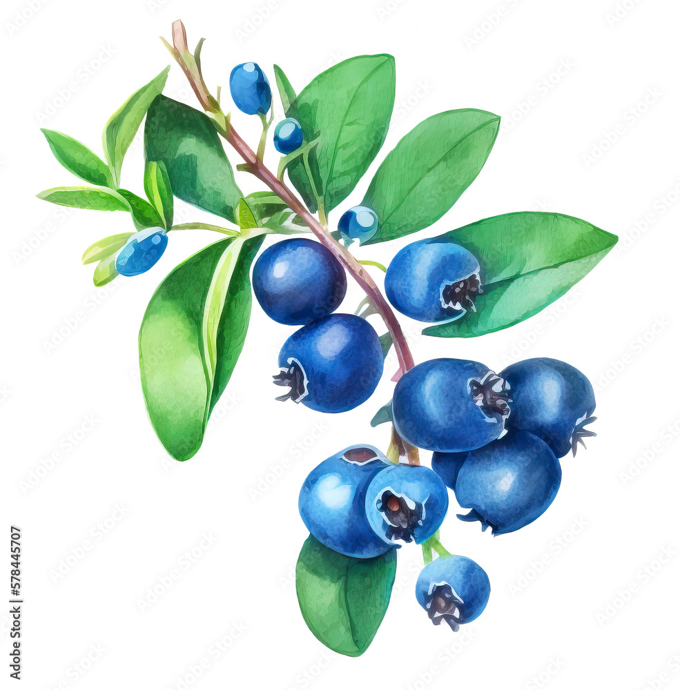 Blueberries on a branch isolated on white background. Generative AI illustration in realistic watercolor style