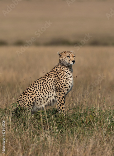 Portrait of a Cheetah sitting on a mound at Masai Mara, Kenya