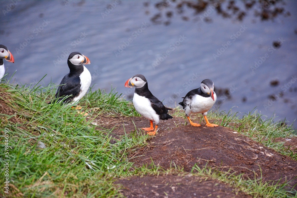 Fototapeta premium Borgarfjordur Eystri, home to a large puffin colony in Iceland