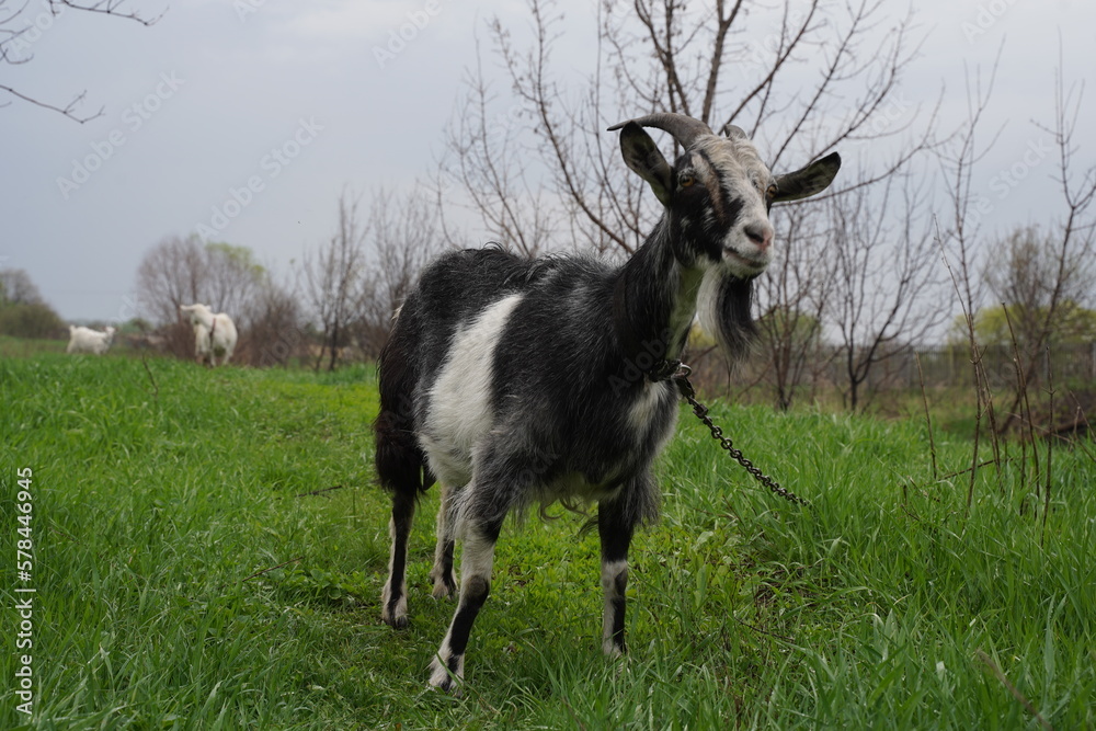 Happy Goat. High quality photo