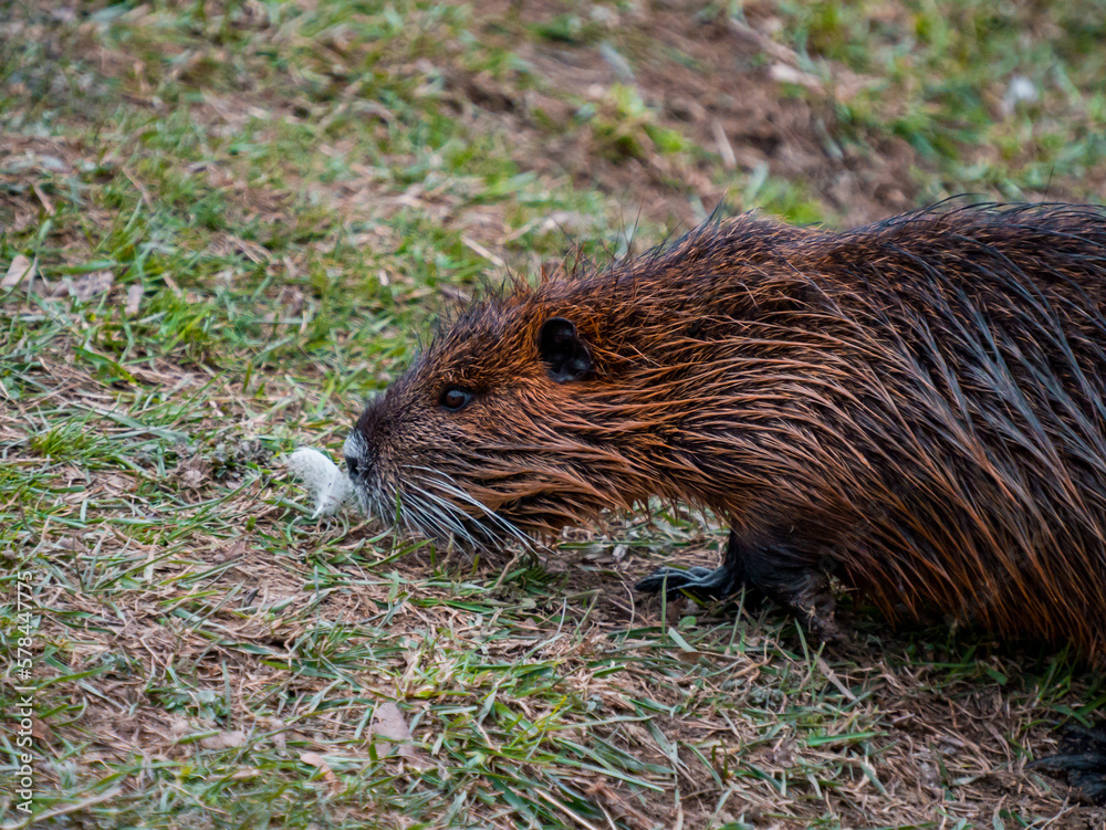 A river nutria is marching on the river bank A river nutria is marching on the river bank