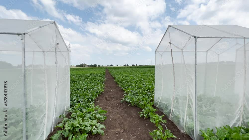 Sugar beet pollination control tents in cultivated agricultural field Sugar beet pollination control tents in cultivated agricultural field