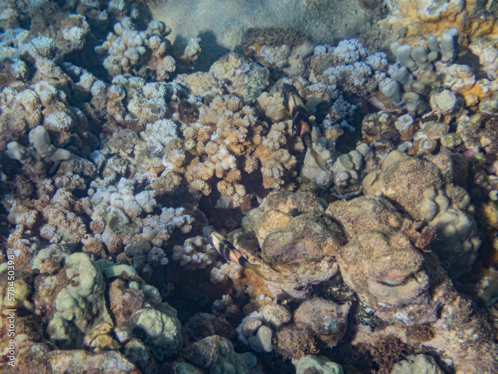 Fototapeta premium Maui, Hawaii