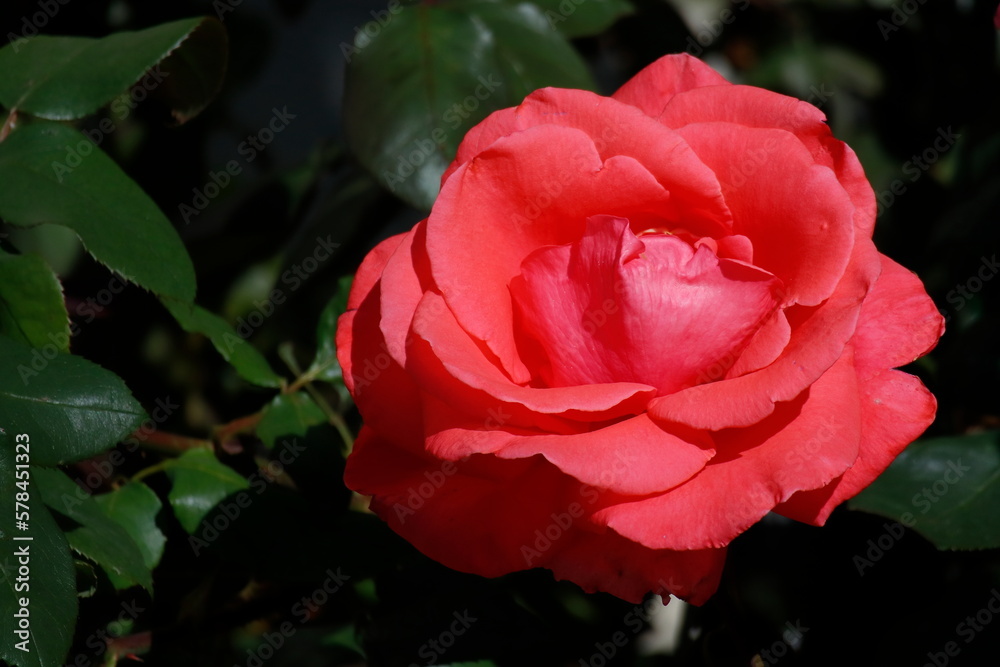 red rose in garden red rose in garden