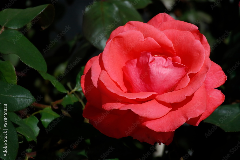 red rose in garden