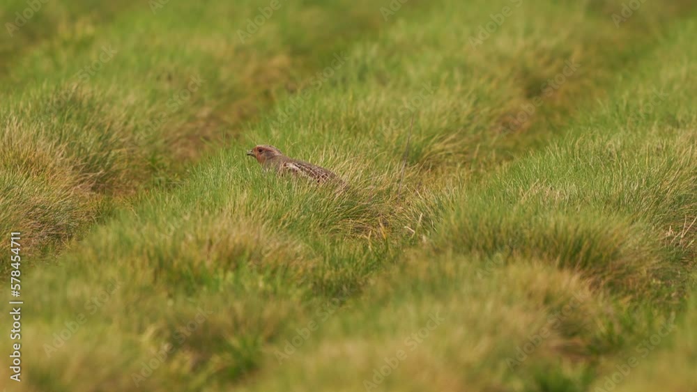 A female grey partridge (Perdix perdix) walking in a meadow A female grey partridge (Perdix perdix) walking in a meadow