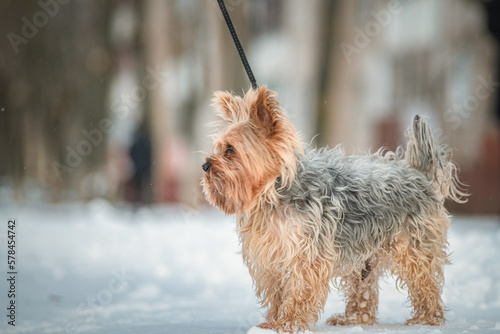 Beautiful thoroughbred Yorkshire terrier on a walk in the snowy spring.