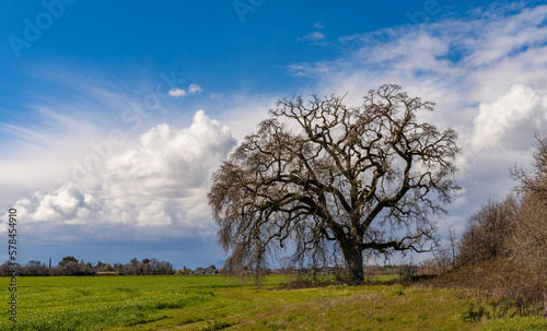 Large oak tree in field with approaching storm in winter 