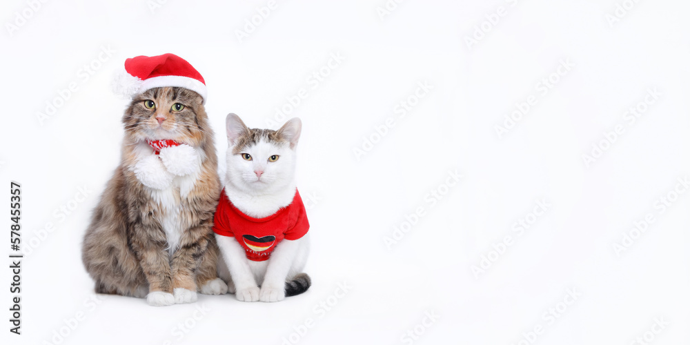 Close up different two cats . Big Cat next to a white small Cat isolated on a white background. Portrait of two cats. Animal friendship. Pet. Web banner. Close up different two cats . Big Cat next to a white small Cat isolated on a white background. Portrait of two cats. Animal friendship. Pet. Web banner.
