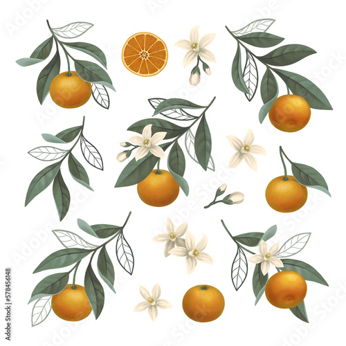 Hand painted illustration of orange tree branch. Perfect for posters, greeting cards, invitations, packaging design, stickers, stationery and other goods © Aleksandra Smirnova