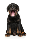 Rottweiler puppy at the moment of yawning