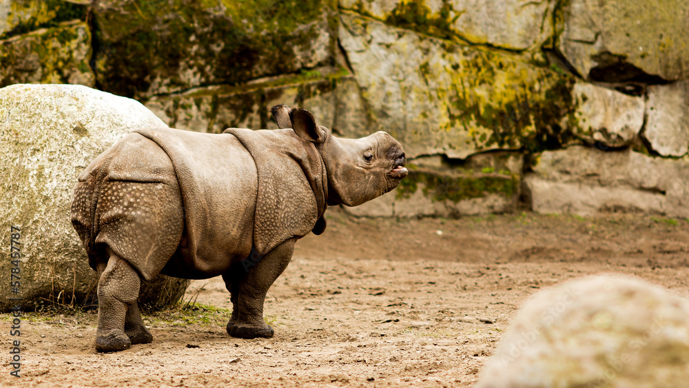 Obraz premium Nashorn