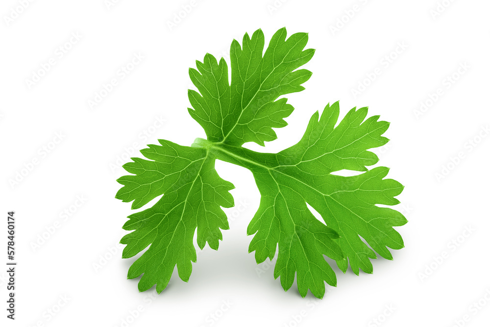 Coriander leaf isolated on white background. Top view. Flat lay Coriander leaf isolated on white background. Top view. Flat lay