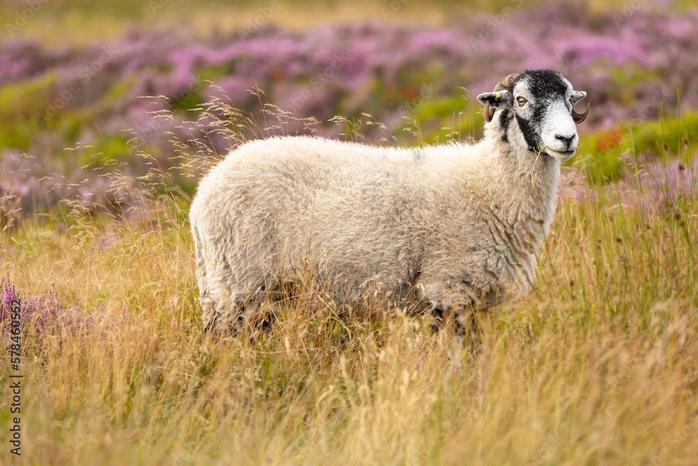 Fototapeta premium Swaledale ewe, or female sheep facing right and eating grass on a Summer Grousemoor in Swaledale, North Yorkshire. This hardy breed of sheep is native to the area. Horizontal. Copy space.
