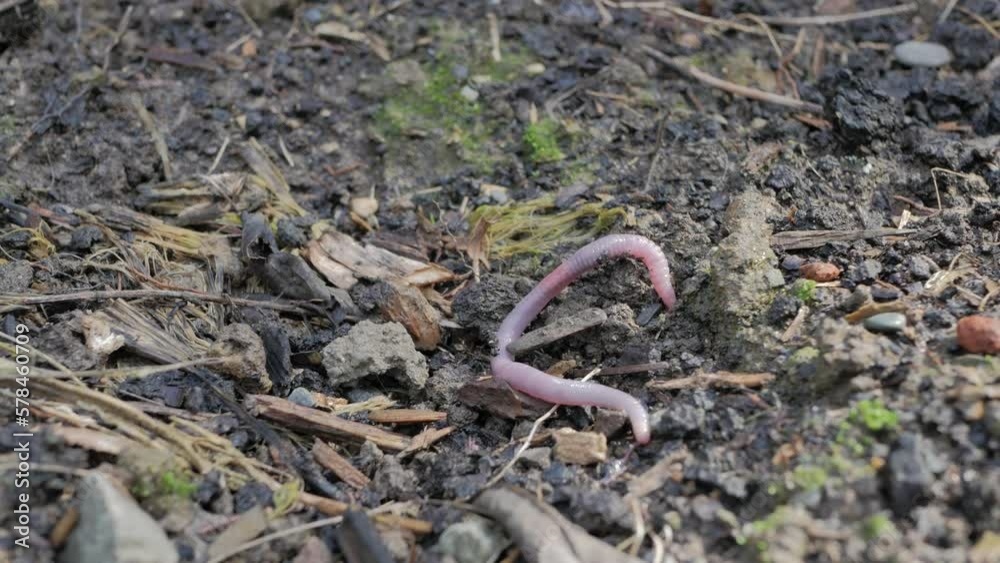 Earth worm on the ground wiggling trying to dig into dirt 