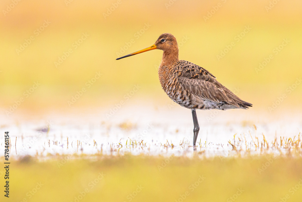 Black Tailed Godwit with Bright Background Black Tailed Godwit with Bright Background